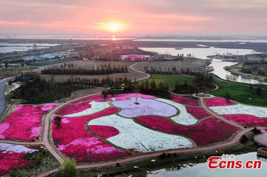 Beautiful creeping phlox blossoms in Jiangsu