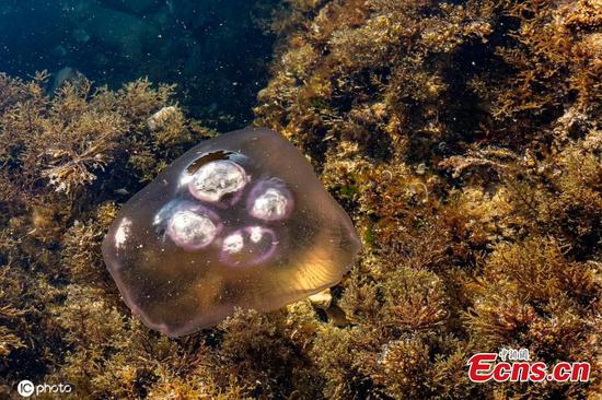 In pics: Jellyfish floating in sea water in Croatia