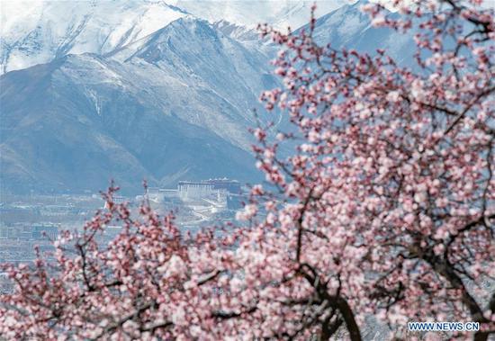 Spring scenery in Lhasa, Tibet