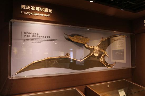 first pterosaur