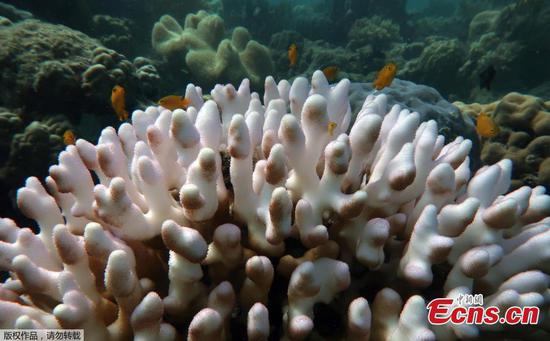 Great Barrier Reef suffers worst-ever coral bleaching