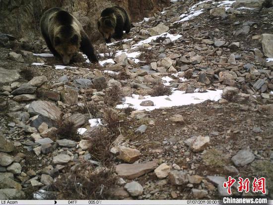 Brown bears have been recorded by a far-infrared camera in Hoh Xil. (Photo provided to China News Service)