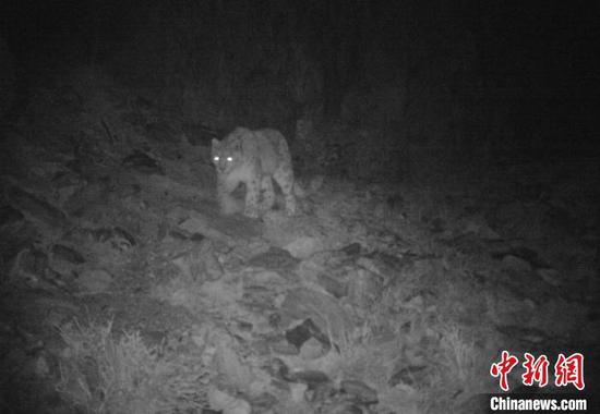 A snow leopard has been recorded by a far-infrared camera for the first time in Hoh Xil. (Photo provided to China News Service)
