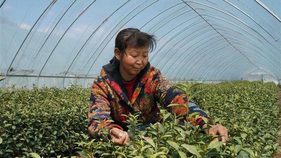 A tea farmer works at a tea plantation in a poverty-stricken county in Hebei Province, April 11, 2020. (Photo/Xinhua)