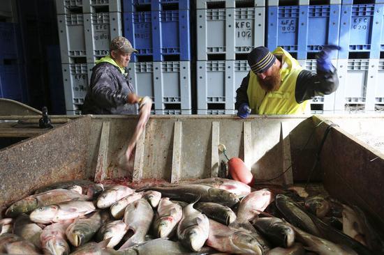 Local fishermen deliver newly caught Asian carp to Two Rivers Fisheries in Wickliffe, Kentucky, the United States, April 12, 2019. (Xinhua/Xu Xingtang)