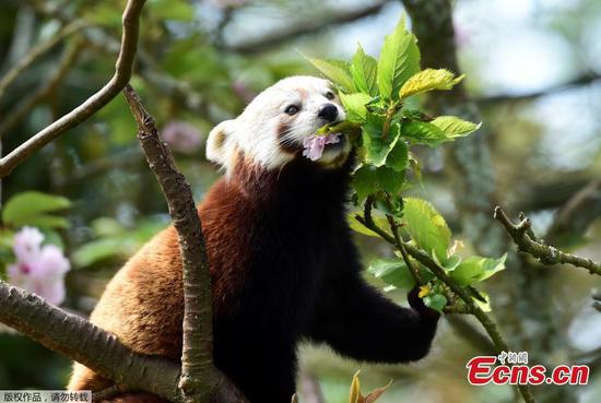 A bite of spring: Red panda eats cherry blossom at park 