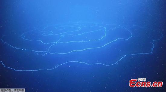 Giant string-like Apolemia found in water off Australian coast