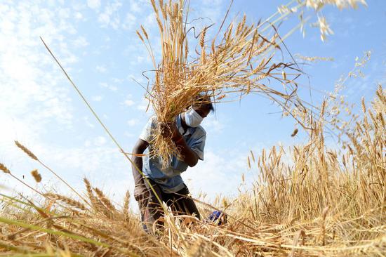 A farm laborer wearing a mask harvests wheat during a lockdown against the COVID-19 in Jalandhar district of India's northern state of Punjab, April 15, 2020. (Str/Xinhua)