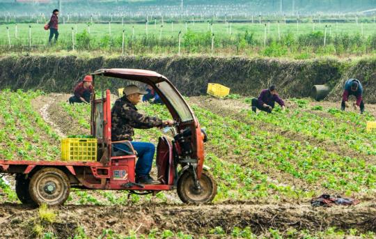 Farmers work at a vegetable growing base in Changsha county, Hunan province. (Photo by Peng Fuzong/for chinadaily.com.cn)
