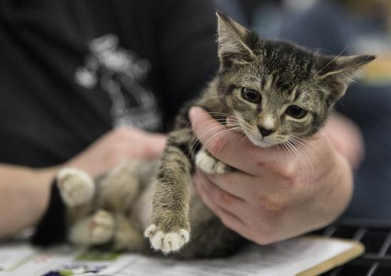 A kitty is about to be adopted at the Mega Adoption event in Houston, Texas, the United States, on Nov. 10, 2019. (Photo by Yi-Chin Lee/Xinhua)