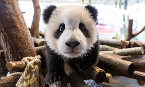 Twin Pandas in Berlin Zoo, Germany. (Photo/Courtesy of Berlin Zoo)