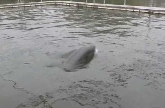 Beibei, the world's first artificially-bred Yangtze finless porpoise, is reared in a pool. (Photo/ Screenshot on CNS TV)