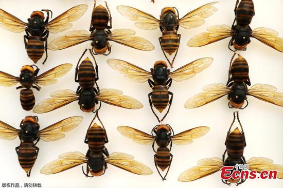 'Murder Hornets,' with sting that can kill, land in U.S.