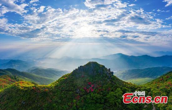 Azalea blossoms seen on E China mountain