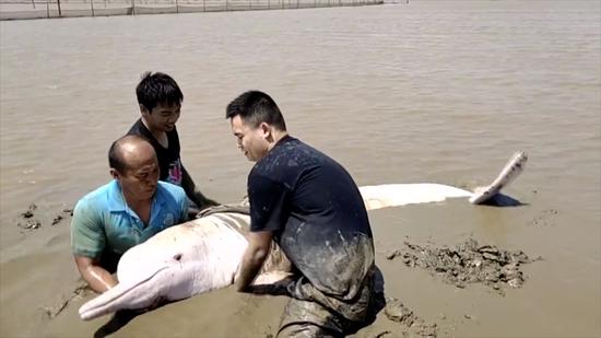A stranded Chinese white dolphin in Taishan County of south China's Guangdong Province is rescued and released back to the water after a seven-hour rescue mission. (Photo/CGTN)