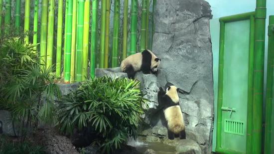 Giant pandas Da Mao and Er Shun plays at the Calgary Zoo in Alberta, Canada. (Photo/Screenshot on CNSTV)