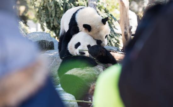 Giant panda cub Jia Panpan (Top) (meaning Canadian Hope) and its mother Er Shun play at the Toronto Zoo in Toronto, Canada on March 17, 2017. (Xinhua/Li Haitao)