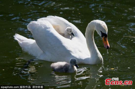 Adorable swan cygnet riding on the back of mother