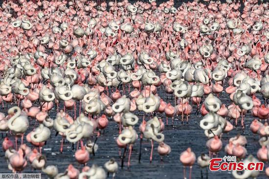 Thousands of flamingos painting Navi Mumbai pink