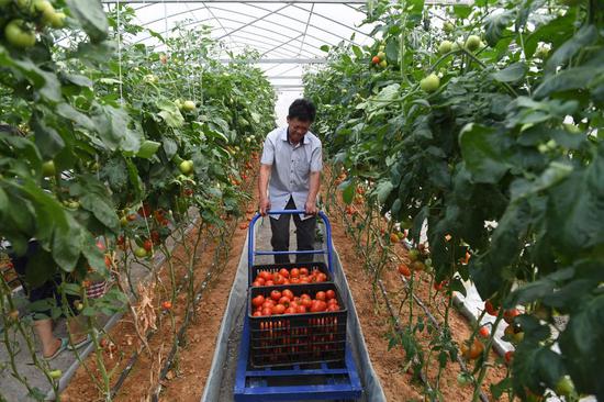 A farmer transports newly-picked tomatoes in a greenhouse at Tangwan Village of Chuanshan Town in Huanjiang Maonan Autonomous County, south China's Guangxi Zhuang Autonomous Region, May 12, 2020. (Xinhua/Lu Boan)