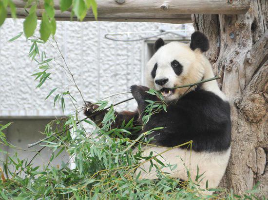 Female giant panda Tan Tan at Kobe Oji Zoo in Japan. (Photo credit: Kobe Oji Zoo)