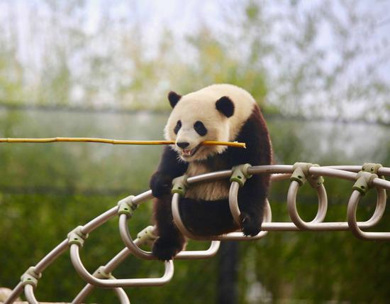 Tian Bao was born in 2016 in the Belgian zoo of Pairi Daiza in Brugelette and is the son of Hao Hao and Xing Hui, two giant pandas that arrived at the Zoo in 2014.  (Photo provided by the Belgian zoo of Pairi Daiza)