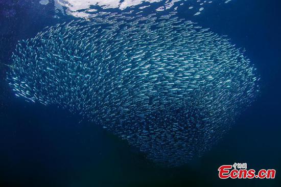 Explore fantastic undersea world in Sanya 