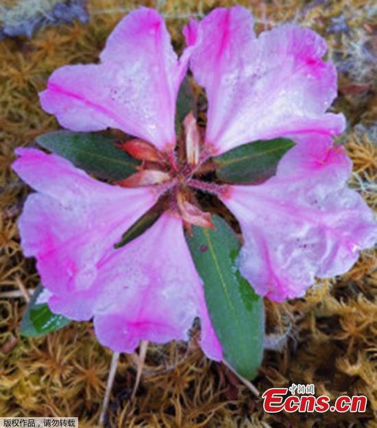 Chinese experts rediscover rhododendron adenosum