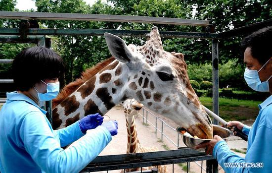 Veterinarians conduct regular physical examination for animals in Shanghai Zoo