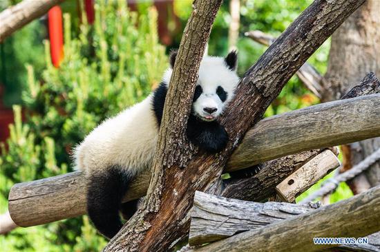Visitors visit Panda Pavilion of Zoo Berlin in Germany