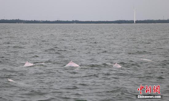 Chinese white dolphins spotted in Leizhou bay, Guangdong