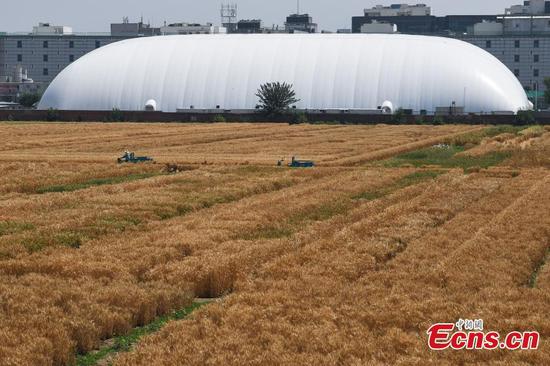 In pics: Harvest time at 'most luxurious farmland' in downtown Beijing