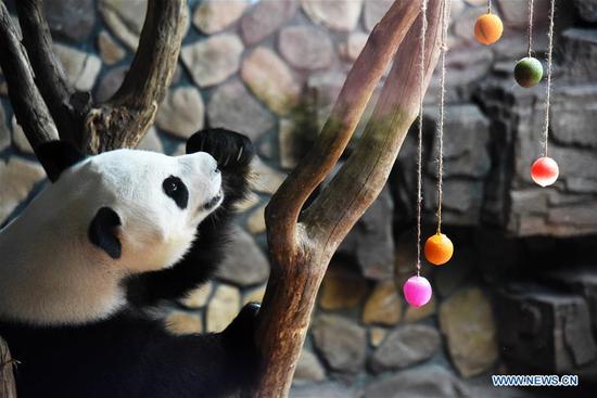 Zoo prepares air-conditioned room for giant panda as temperature rises in Jinan