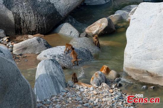 Assamese macaques party along the river in Yunan