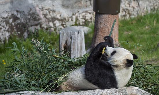 One of giant pandas living in the Ähtäri Zoo eat bamboo. （Photo/Courtesy of Ähtäri Zoo)

