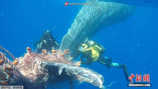 Italian Coast Guard divers free whale caught in fishing net