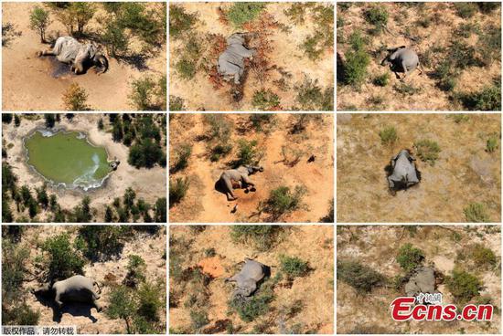 Hundreds of elephants die in Botswana in three months