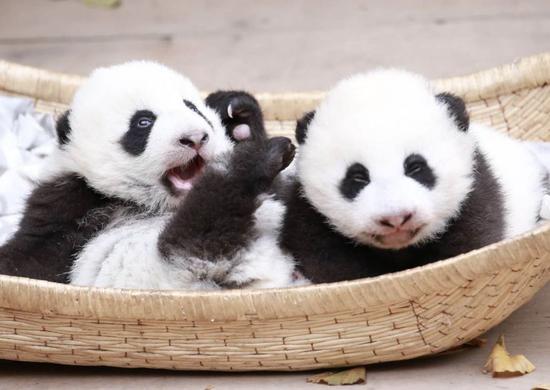 Photo taken in December, 2019 shows the giant panda cub twins Liuliu and Shunshun at the Chengdu Research Base of Giant Panda Breeding in southwest China's Sichuan Province. (Photo provided to Xinhua)