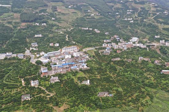 Aerial photo taken on June 19, 2020 shows houses surrounded by navel orange trees in Santuo Village of Fengjie County, southwest China's Chongqing Municipality. (Xinhua/Huang Wei)
