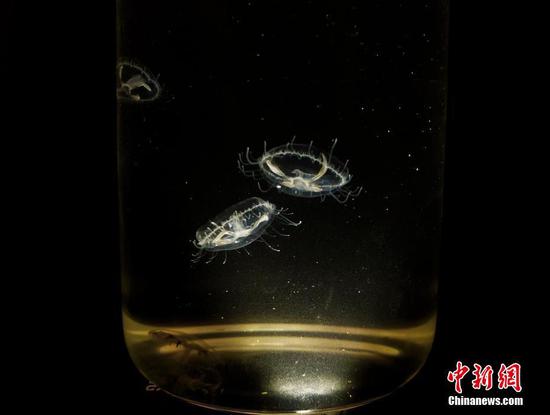 Rare freshwater jellyfish spotted in Hainan