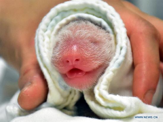 Photo taken on June 28, 2020 shows a newborn giant panda cub delivered by giant panda Yuan Yuan at Taipei Zoo in Taipei, southeast China's Taiwan. Giant panda Yuan Yuan, one of a panda pair from the Chinese mainland, gave birth to her second cub at Taipei Zoo at 1:53 p.m. Sunday, the city zoo said. The panda pair, who arrived in Taipei in December 2008, had their first cub, a female, on July 6, 2013. (Taipei Zoo/Handout via Xinhua)