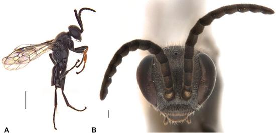 Photo provided by the Commonwealth Scientific and Industrial Research Organization (CSIRO) on July 29, 2020 shows the side view and face of a new spider wasp species Epipompilus namadgi. (CSIRO/Handout via Xinhua)
