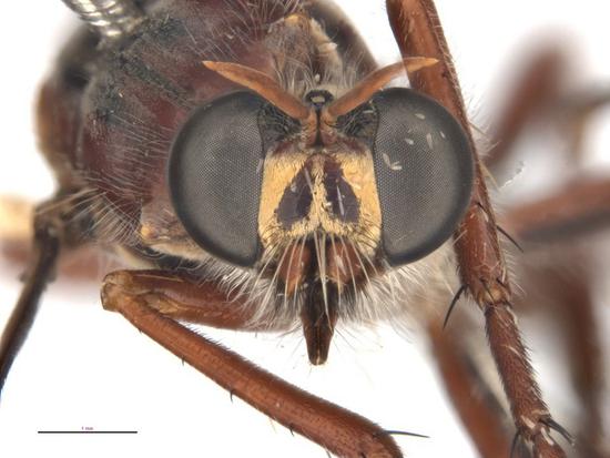 Photo provided by the Commonwealth Scientific and Industrial Research Organization (CSIRO) on July 29, 2020 shows Daptolestes leei, a robber fly named after the late comic book creator Stan Lee. (CSIRO/Handout via Xinhua)