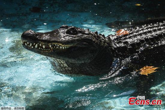 World's oldest captive alligator marks 83 years in Belgrade zoo
