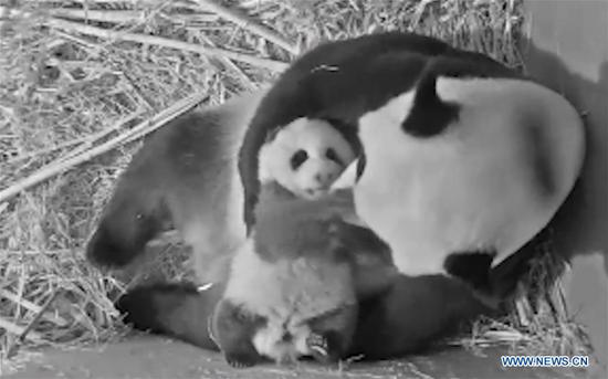 An image grabbed from a video provided by the Ouwehands Zoo shows giant panda cub Fan Xing and its mother Wu Wen at Ouwehands Zoo in Rhenen, the Netherlands, in July, 2020. The giant panda cub, born on May 1 in the Dutch Ouwehands Zoo, has been named Fan Xing, the zoo announced on Friday. (Xinhua)