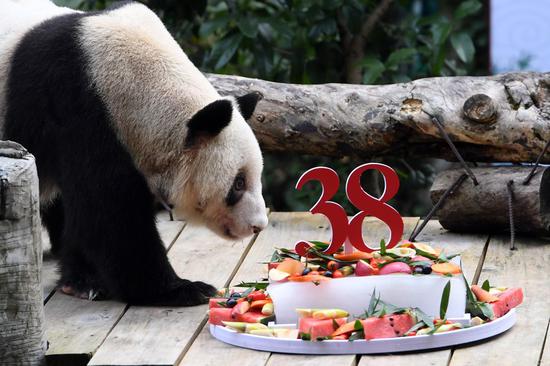 Giant panda Xinxing enjoys her special birthday cake at the Chongqing Zoo in southwest China's Chongqing Municipality, Aug. 16, 2020. (Xinhua/Tang Yi)