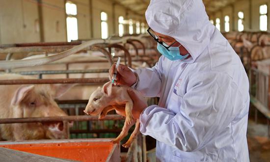 Zhang Jianhua, owner of a hog farm in Qiongjie county, Shannan, Tibet autonomous region, vaccinates a piglet on April 21, 2020. Photo:Xinhua