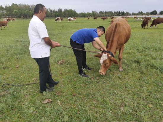 Bayanduuren, right, Party secretary of Shavartai village, helps herdsman Otgonbileg put a black collar on livestock. The collars have chips that can transmit and receive location signals. [Photo by Khangai/For chinadaily.com.cn]