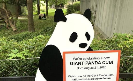Giant panda Mei Xiang, her new cub appear to be 