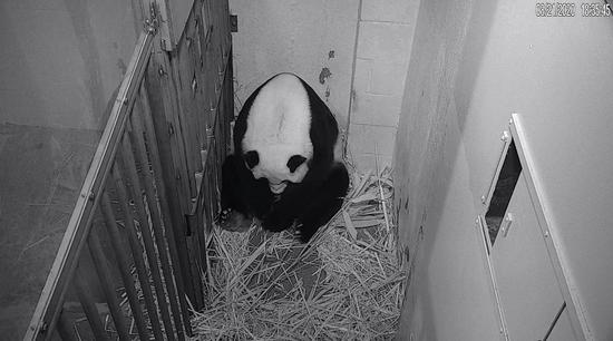 Giant panda Mei Xiang is seen in a frame grab from a video feed at Smithsonian's National Zoo in Washington, D.C., the United States, Aug. 21, 2020. (Smithsonian's National Zoo via Xinhua)